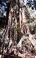 Big tree Big tree