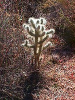 Kaktusek Chlupáč