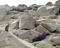 A ground squirrel in a garden, eating something