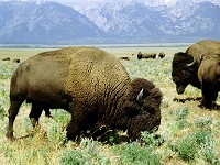 Bisons