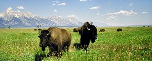 Bisons