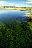 Looking into the pond