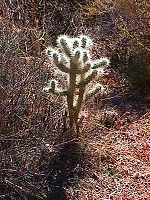 Fuzzy Cactus