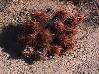 Little red cactus