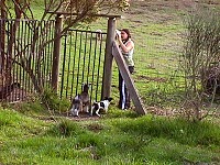 Dogs