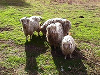 Goats