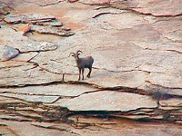 Capricorn