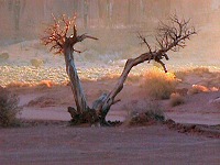 Desert Sunset