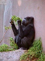 A gorilla