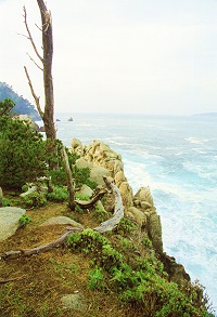 Point Lobos