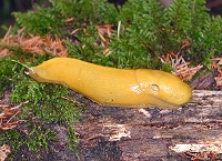 Banana Slug