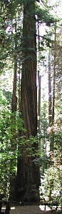 Redwood Tree