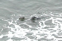 Seals