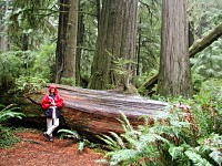Redwoody