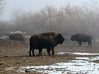 A bison with eight feet