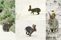 Tiny bunnies