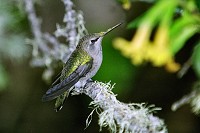Hummingbird sitting on a twig
