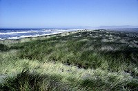 Grass and dunes in Pelican Bay, CA