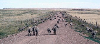 Sheep on Hwy 330