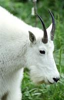 Mountain goat's head