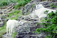 Little goat, scratching on a rock
