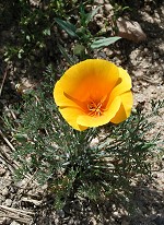 California poppy