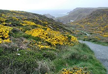 Flowers by Kynance Cove
