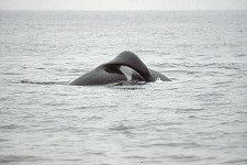Přehnutá hřbetní ploutev kosatčího samce Přehnutá hřbetní ploutev kosatčího samce