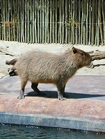 Kapybara