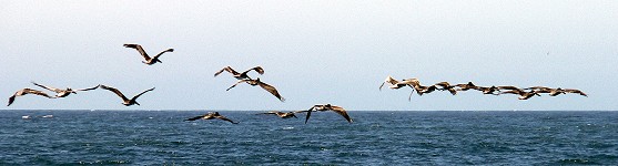 Pacific