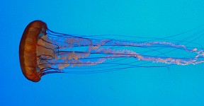 Meduza Meduza
