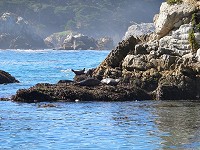 Sea lions Sea lions