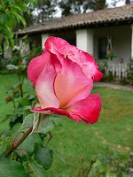 Fotografický úlovek v zahradě misie San Juan Bautista Fotografický úlovek v zahradě misie San Juan Bautista