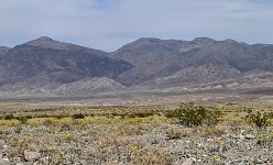 Desert abloom