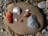 Tom enjoys collecting shells and colorful pebbles; Lisa likes to arrange them