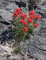 A red desert flower