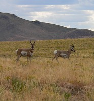 Antelopes