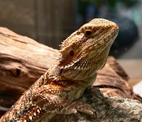 Školková ještěrka (Agama bradatá) Školková ještěrka (Agama bradatá)