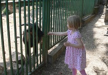 Koza kamerunská. Koza kamerunská.