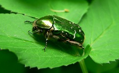 Brouk zlatohlávek. Brouk zlatohlávek.