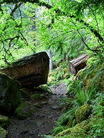 Oregon is a jungle Oregon is a jungle