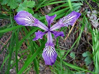 A flower A flower