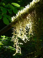Moss Moss