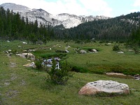 A meadow at Elizabeth Lake