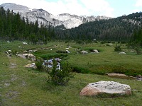 A meadow at Elizabeth Lake A meadow at Elizabeth Lake