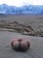 Little cacti Little cacti