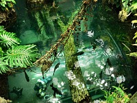 People under water
