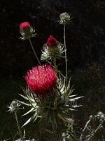 Pinnacles thistle.