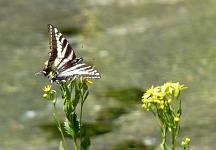 Butterfly at Clearwater Falls