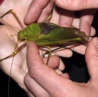 Leaf bug Leaf bug